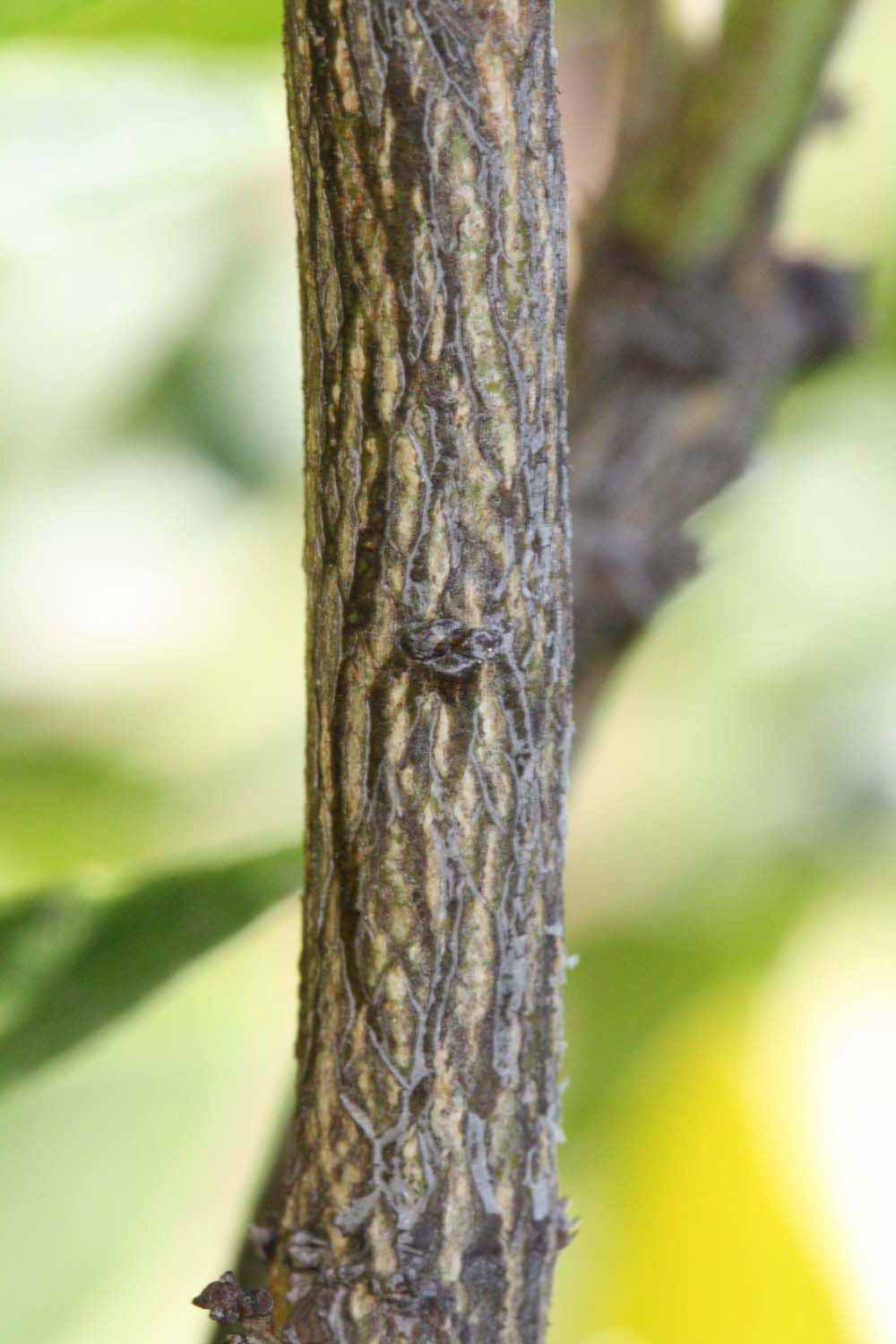              Second - third year twig (Riverside, CA)       